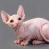 Sphynx