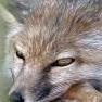 Vulpes Pallida