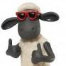 sheep
