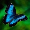 Blue Morpho