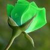 Green Rose